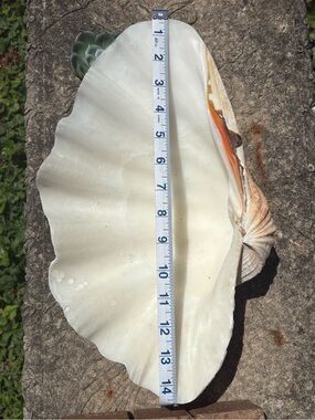 Vintage Natural Giant Clam Shell White Seashell Bowl High-End Coastal Decor